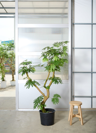 ooi様現品、エバーフレッシュ大苗　多少お値引き可能です 観葉植物 エバーフレッシュ 【180cm】 13号 #72046 ※1都3県配送限定