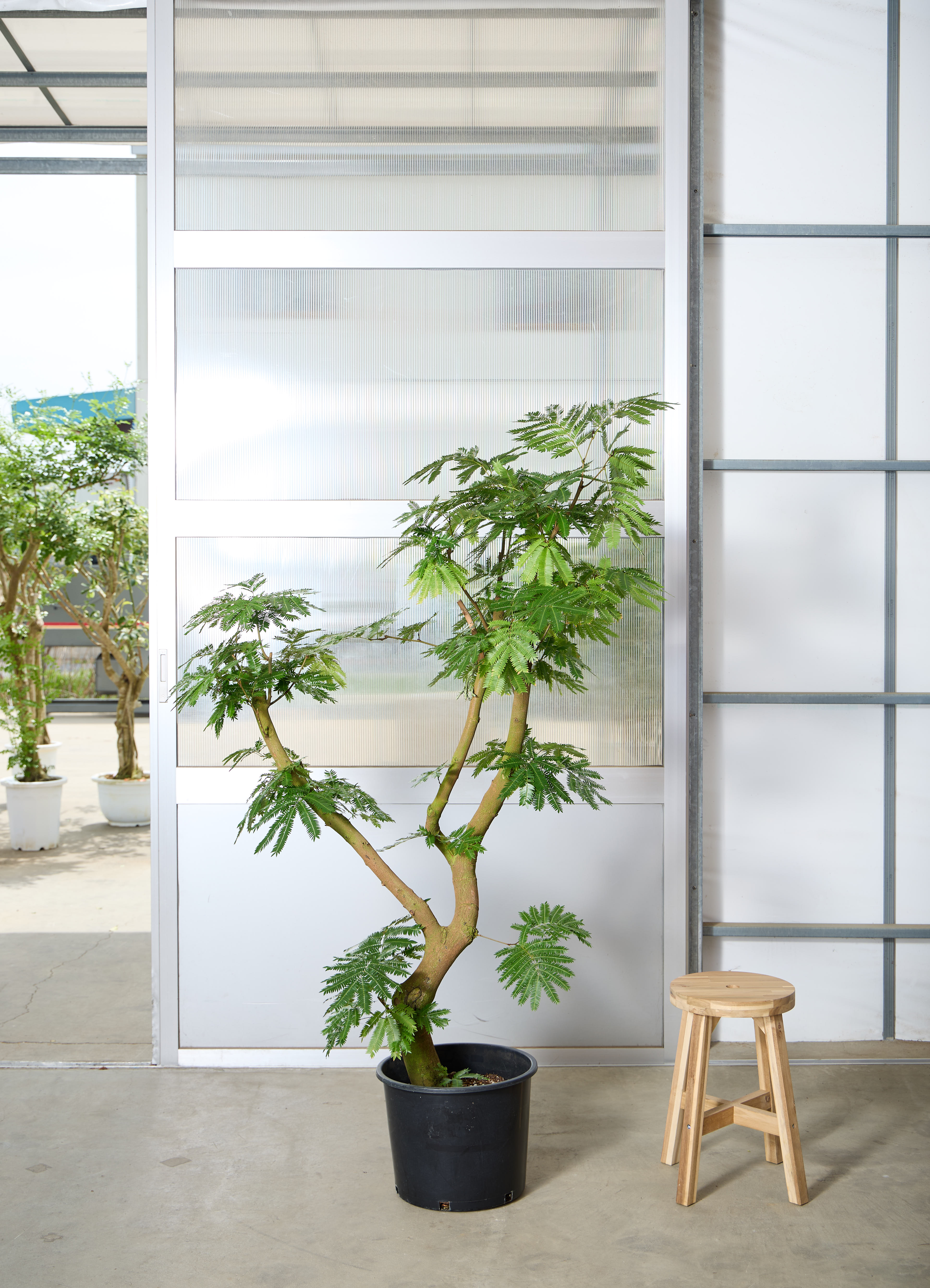 観葉植物 エバーフレッシュ 【180cm】 13号 #72046 ※1都3県配送限定