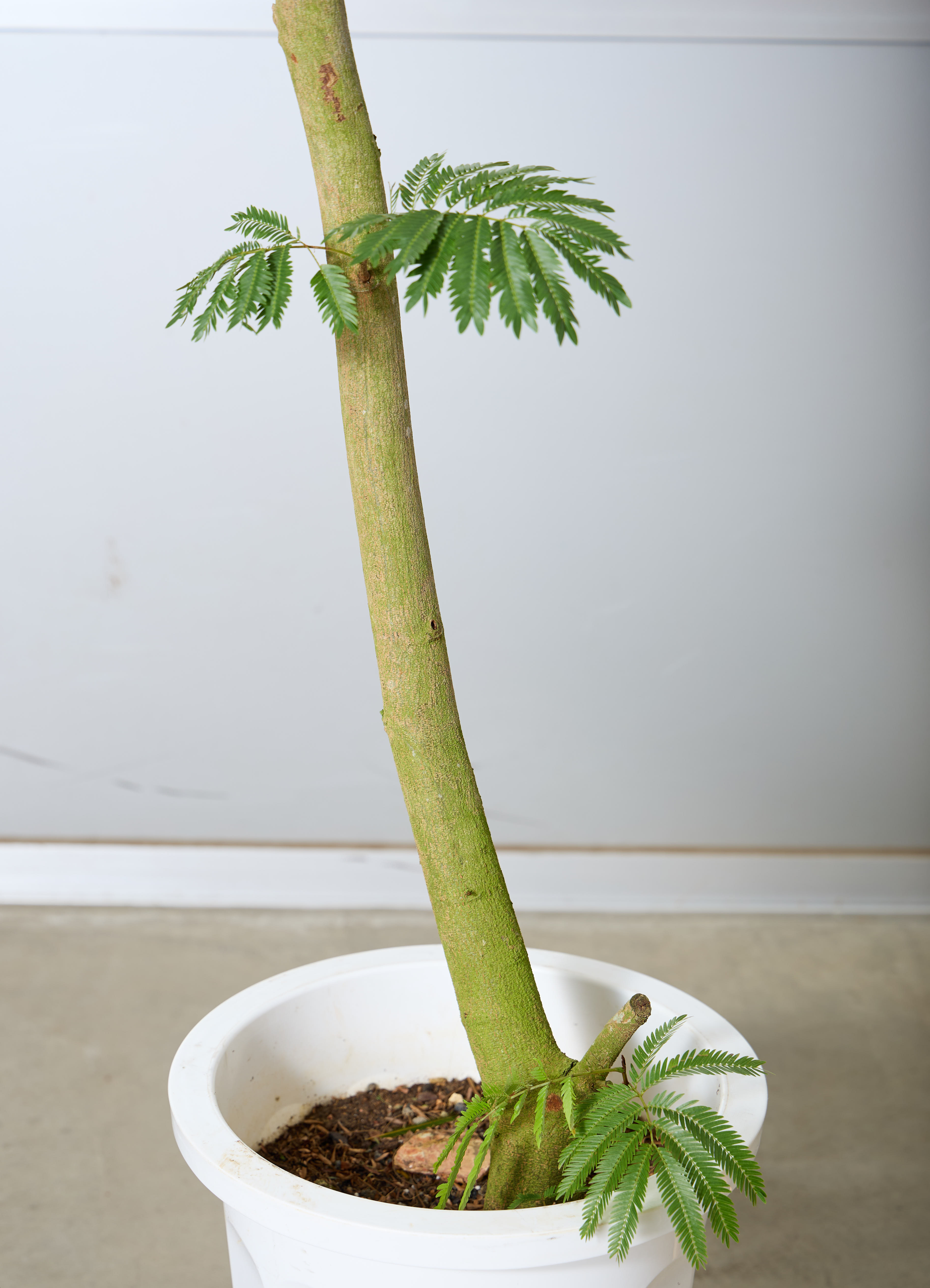 観葉植物 エバーフレッシュ 【210cm】 10号 曲り #72048 ※1都3県配送