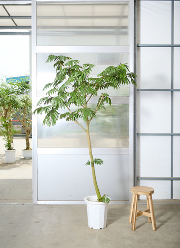 観葉植物 エバーフレッシュ 【210cm】 10号 曲り #72048 ※1都3県配送