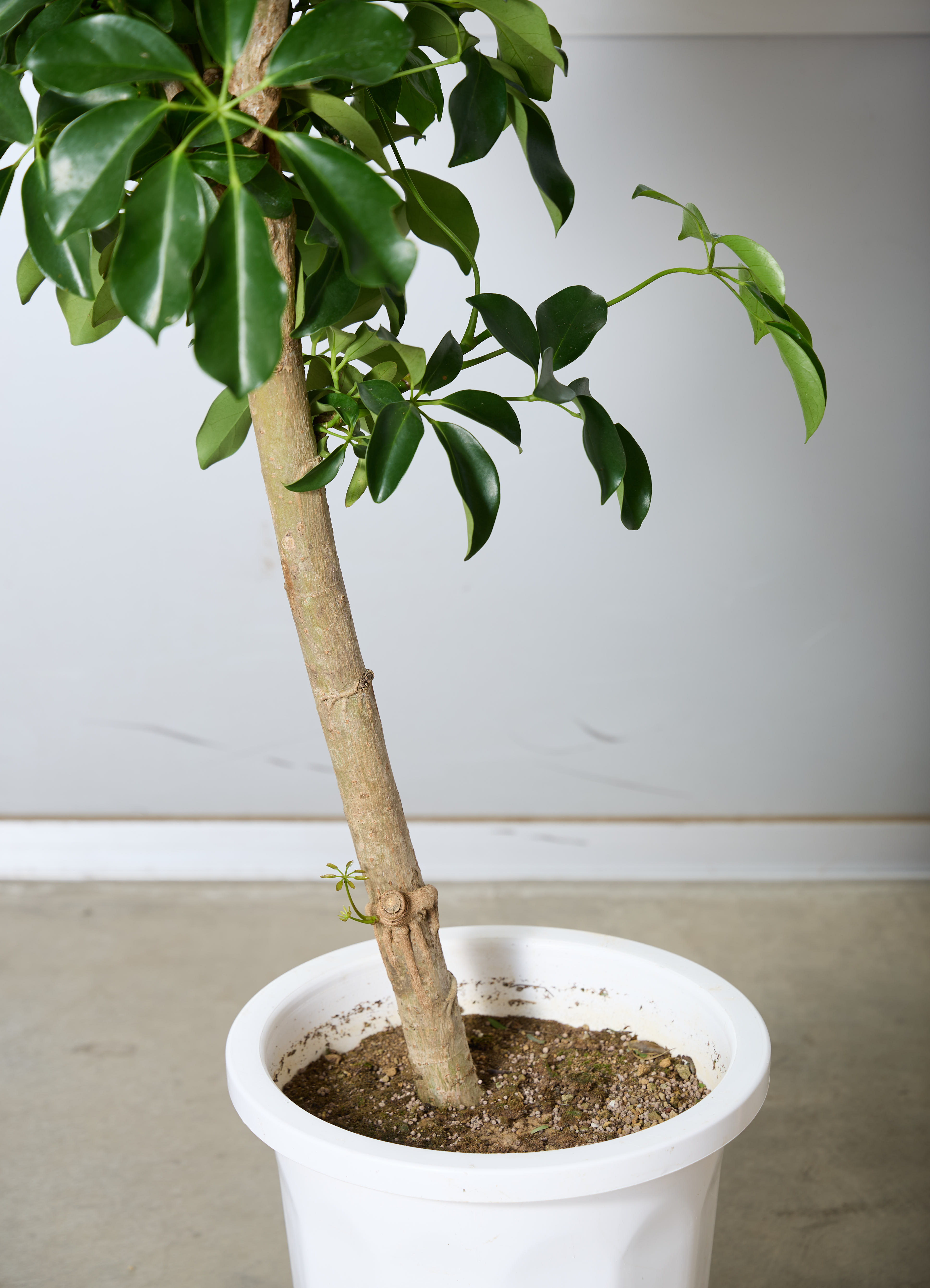 観葉植物 カポック（シェフレラ） 【170cm】 10号 グリーンブレイズ