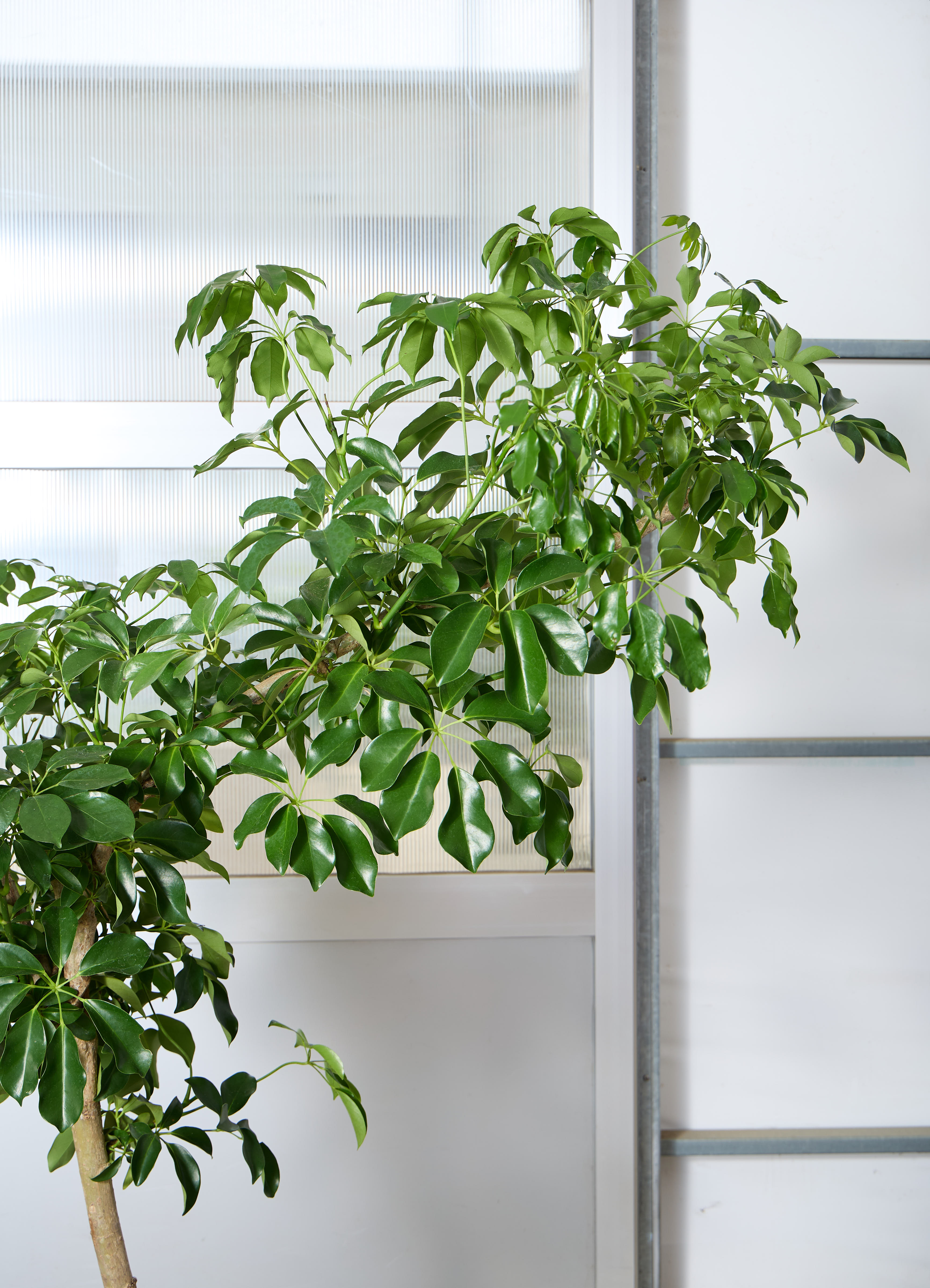 観葉植物 カポック（シェフレラ） 【170cm】 10号 グリーンブレイズ
