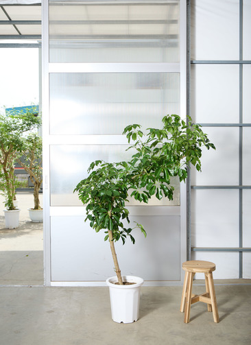 観葉植物 カポック（シェフレラ） 【170cm】 10号 グリーンブレイズ