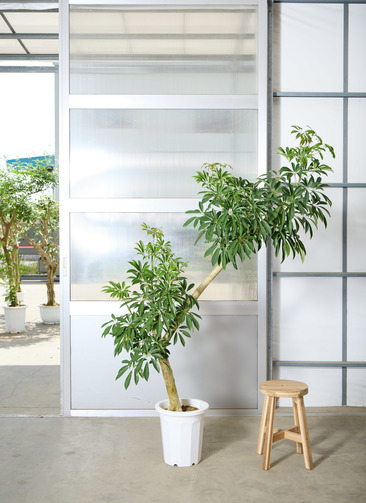 シェフレラ 190cm 10号 シェフレラ 190cm 10号