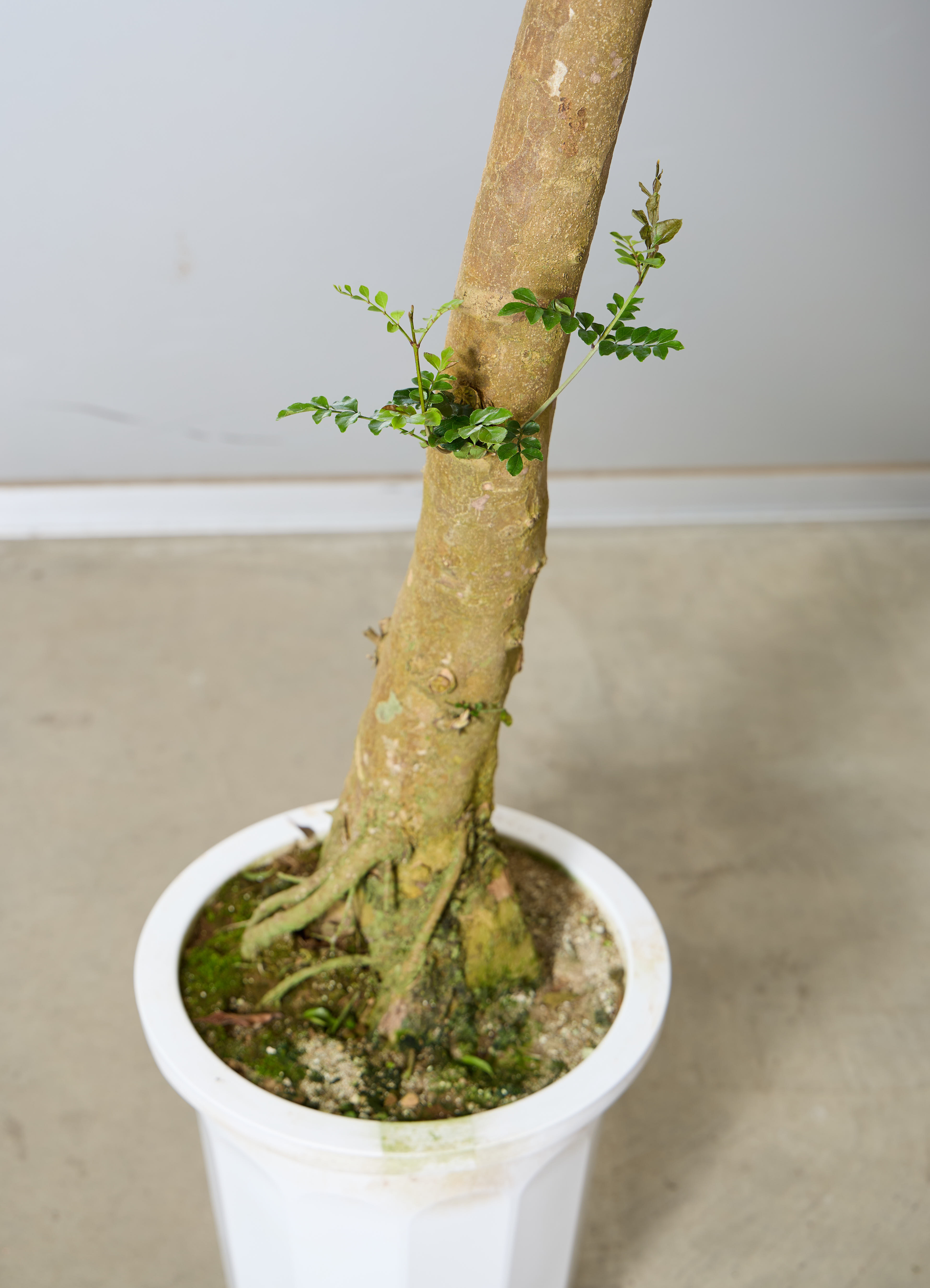 観葉植物 シマトネリコ 【180cm】 10号 幹立ち #72040 ※1都3県配送限定