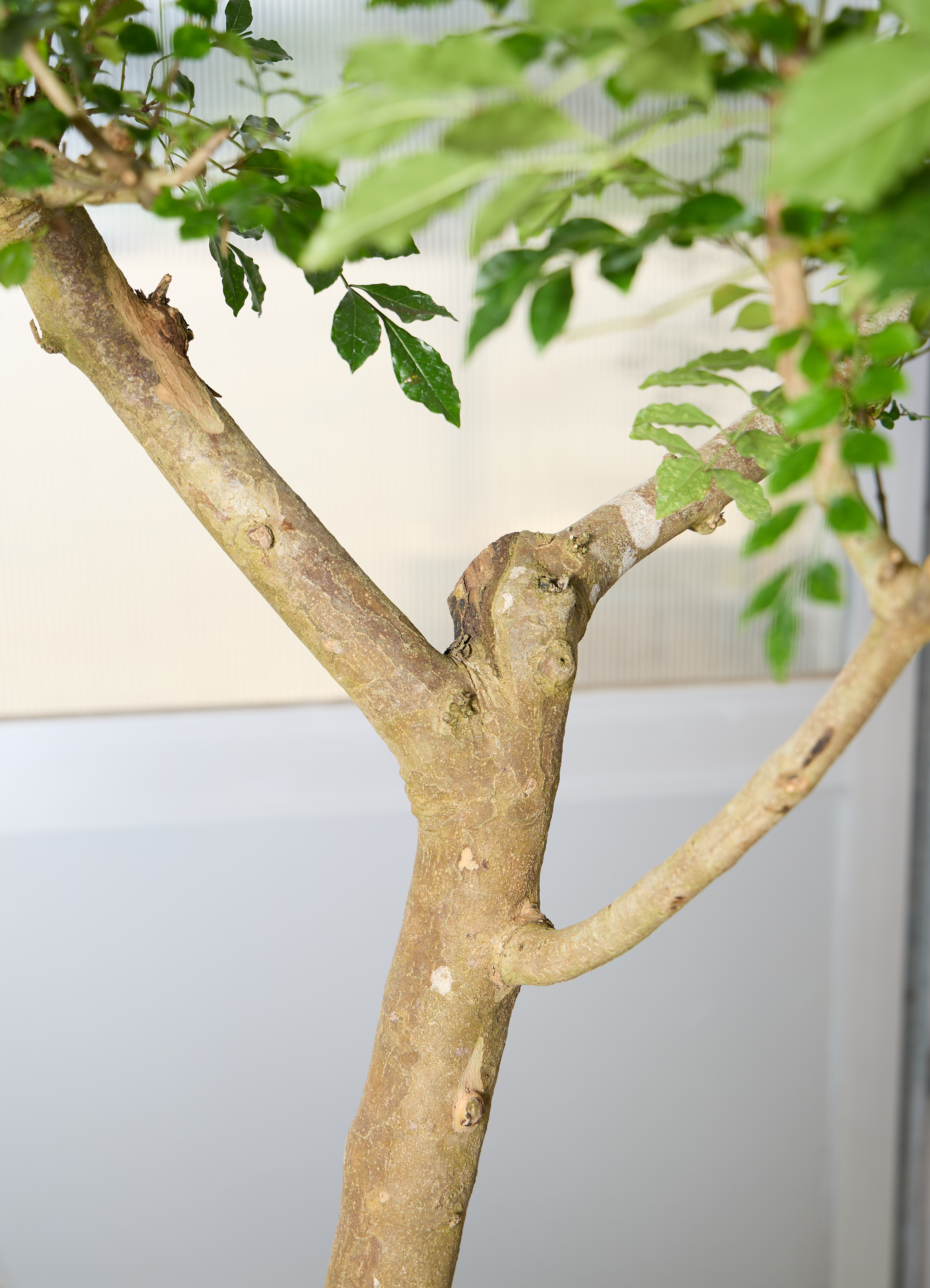 観葉植物 シマトネリコ 【180cm】 10号 幹立ち #72040 ※1都3県配送限定