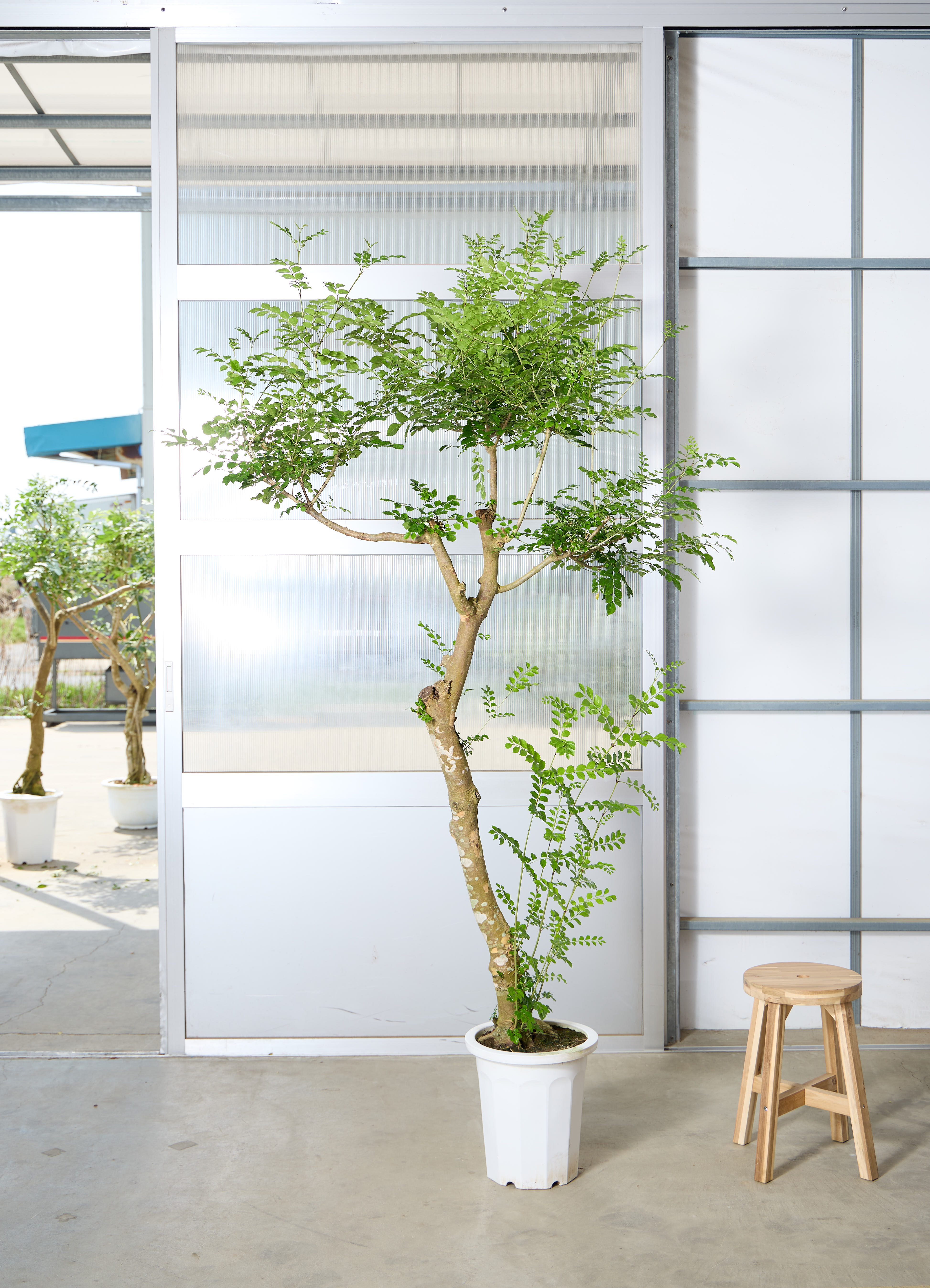 観葉植物 シマトネリコ 【210cm】 10号 幹立ち #72042 ※1都3県配送限定