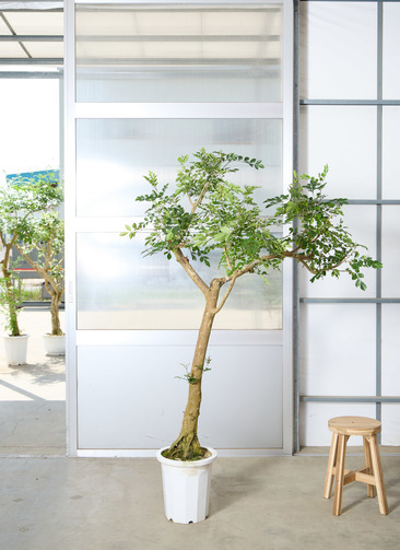⭐︎値下げ⭐︎シマトネリコ３m80cmくらい 植木 シマトネリコ 3m」の人気商品一覧 | 安い商品を通販サイトから