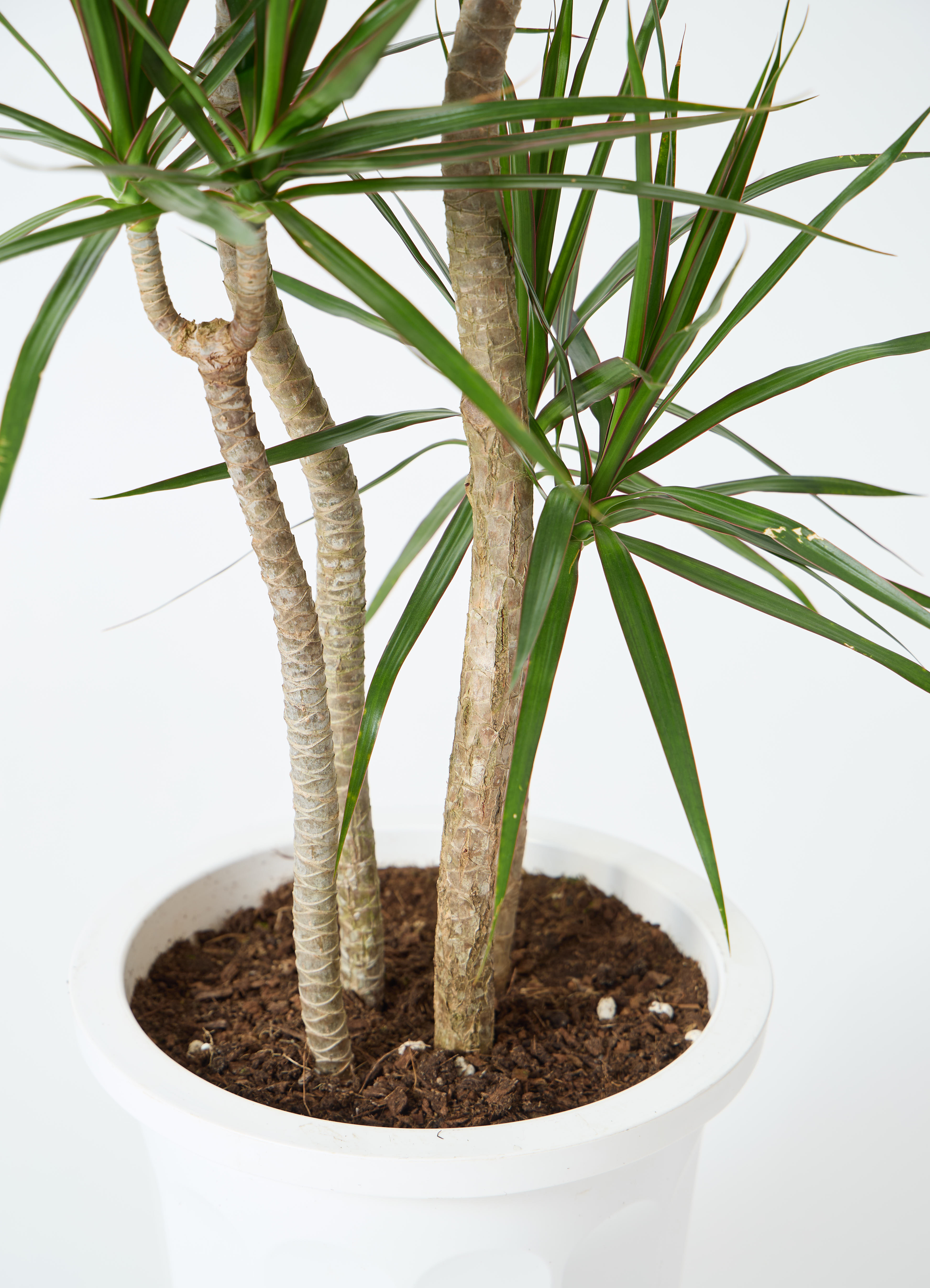 ドラセナ 観葉植物 ドラセナ コンシンネ 6号 竹バスケット VK-06付き | 観葉植物