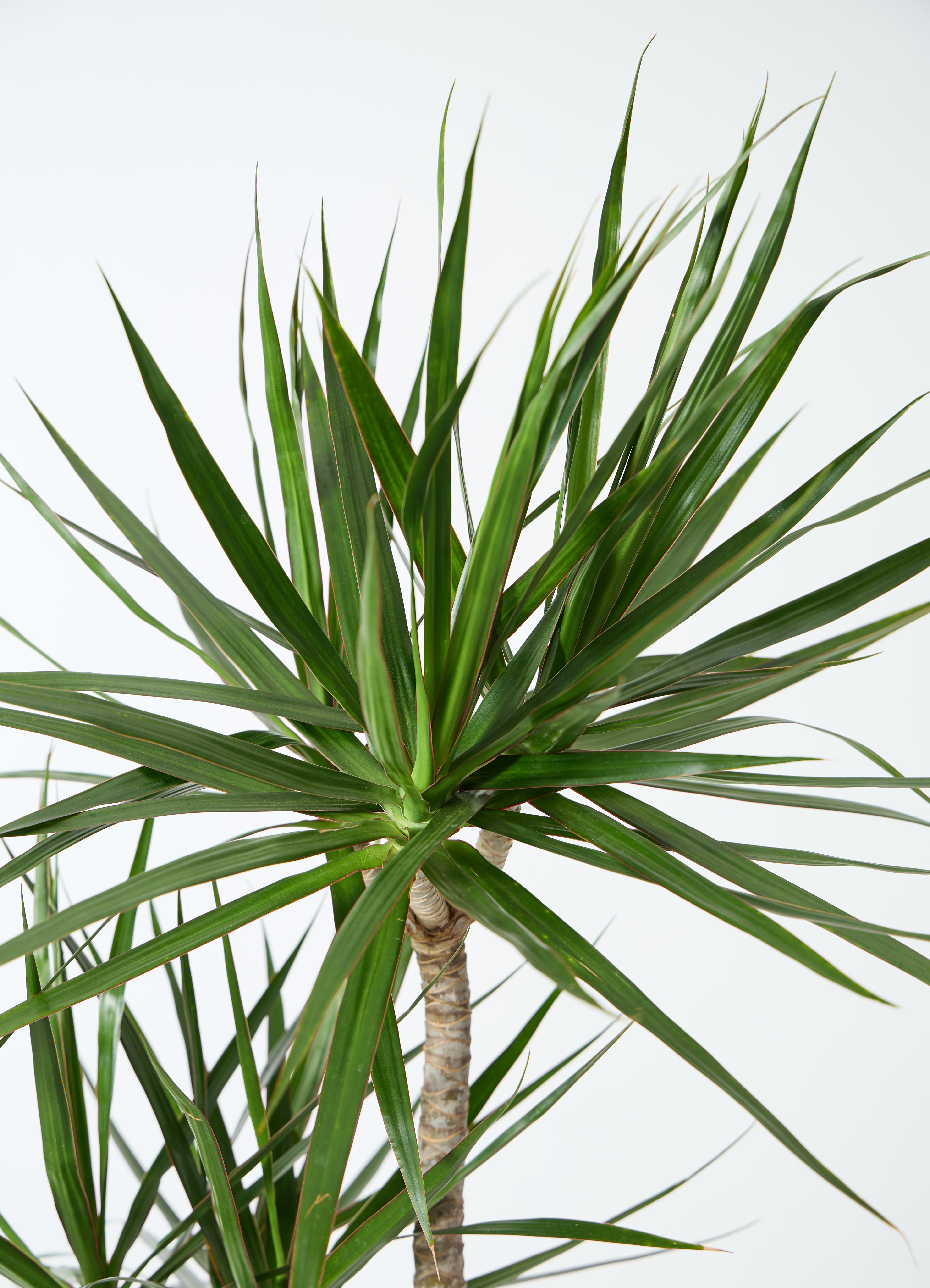 観葉植物 ドラセナ コンシンネ 10号 寄せ セドナロング 墨 付き | 観葉