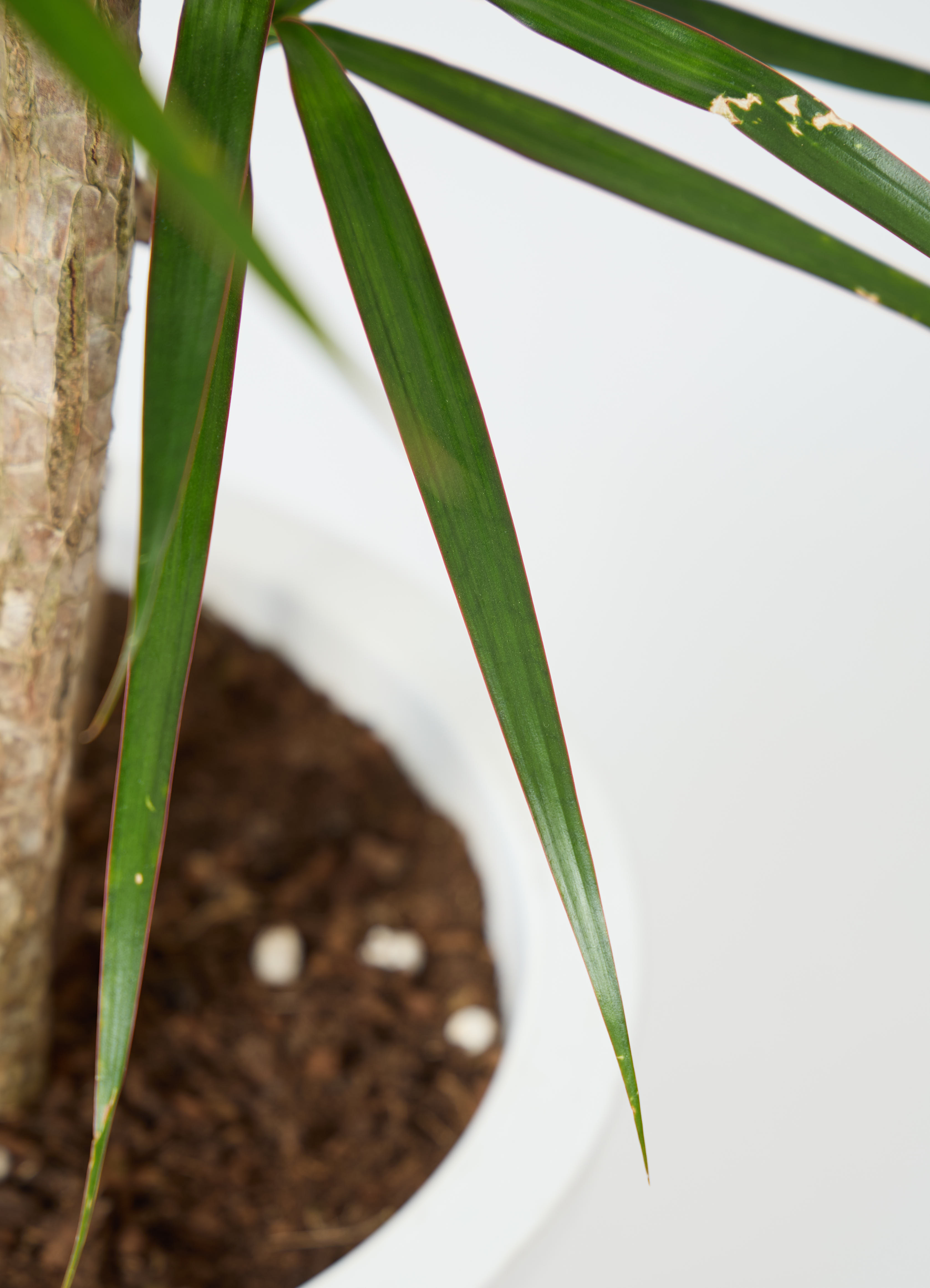観葉植物 ドラセナ コンシンネ 10号 寄せ セドナロング 墨 付き | 観葉