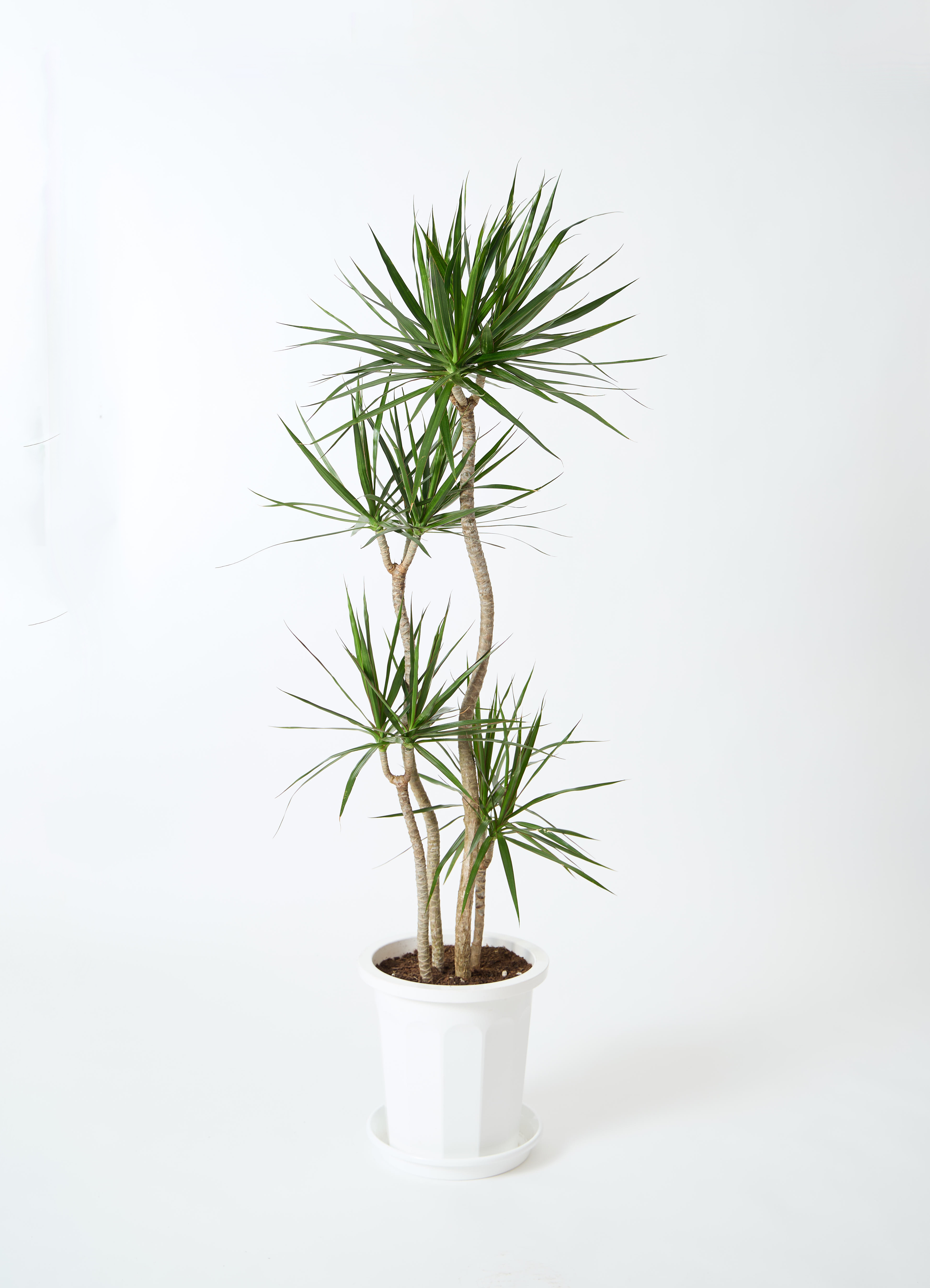 大型觀葉植物 コンシンネ おしゃれ 観葉植物：ドラセナ コンシンネ*鉢カバー麻布 現品をお届け
