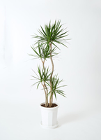 観葉植物 ドラセナ コンシンネ 10号 寄せ プラスチック鉢 | 観葉植物