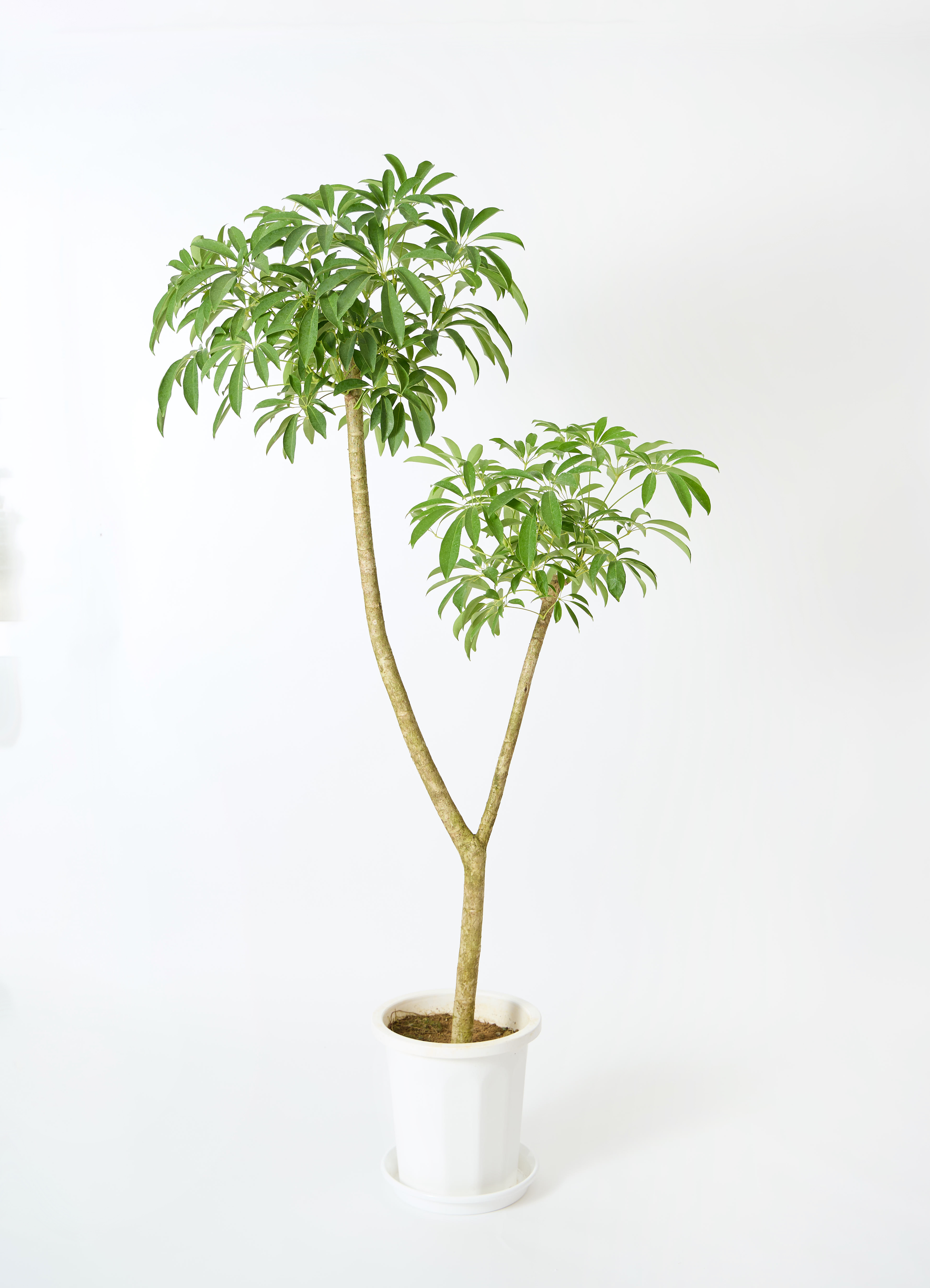 観葉植物 シェフレラ（カポック） 10号 朴 エステリ ピンク 付き