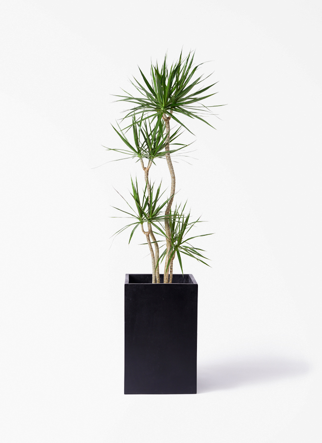 観葉植物 ドラセナ コンシンネ 10号 寄せ セドナロング 墨 付き | 観葉