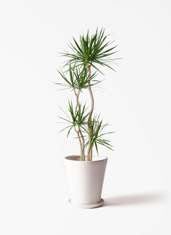 観葉植物 ドラセナ コンシンネ 10号 寄せ 竹バスケット 付き | 観葉