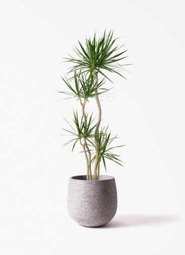 観葉植物 ドラセナ コンシンネ 10号 寄せ エコストーンGray 付き