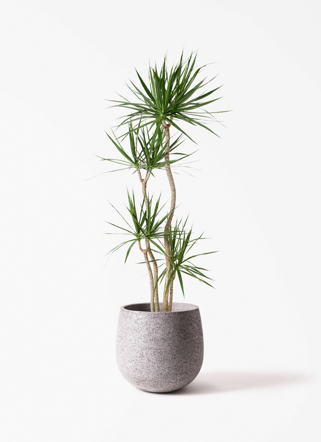 【値下げ】ドラセナ・コンシンネ（観葉植物）高さ190cm／鉢30cm（10号目安）引き取り限定【20%OFF】 観葉植物 ドラセナ コンシンネ 10号 ウッドプランター 付き | 観葉植物