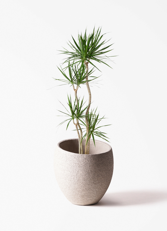 観葉植物 ドラセナ コンシンネ 10号 寄せ プラスチック鉢 | 観葉植物