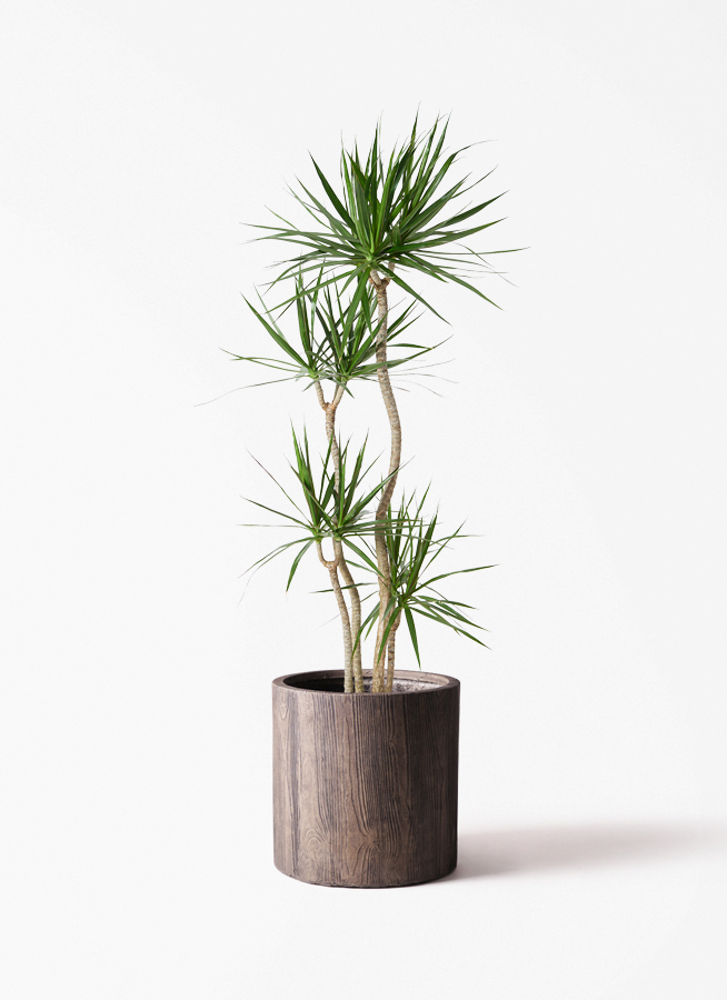 ドラセナ　コンシンネ　観葉植物 ドラセナ・コンシンネ M | 観葉植物の通販 AND PLANTS (アンドプランツ)