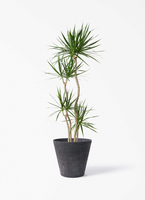 観葉植物 ドラセナ コンシンネ 10号 寄せ セドナロング 墨 付き | 観葉