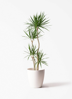 観葉植物 ドラセナ コンシンネ 10号 寄せ リブバスケットNatural 付き