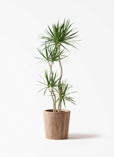 コンシンネ＋赤葉ドラセナ｜鉢付き 約140cm 大阪府茨木市引き取り希望 観葉植物 ドラセナ コンシンネ 10号 ウッドプランター 付き | 観葉植物