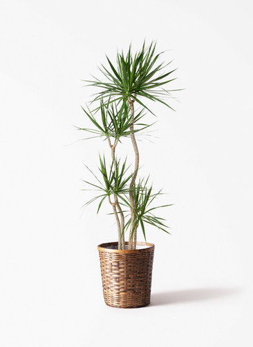 観葉植物 ドラセナ コンシンネ 10号 寄せ 竹バスケット 付き | 観葉
