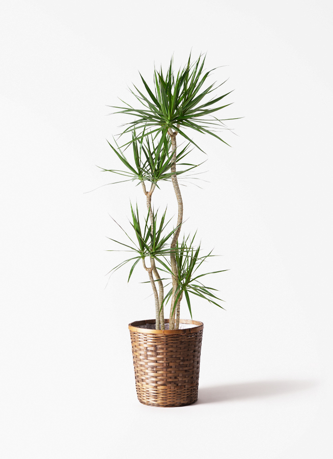 観葉植物 ドラセナ コンシンネ 10号 寄せ ラスターポット 付き | 観葉 観葉植物 ドラセナ コンシンネ 10号 寄せ ラスターポット 付き | 観葉