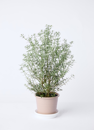 観葉植物 ウエストリンギア 5号 プラスチック鉢 | 観葉植物なら