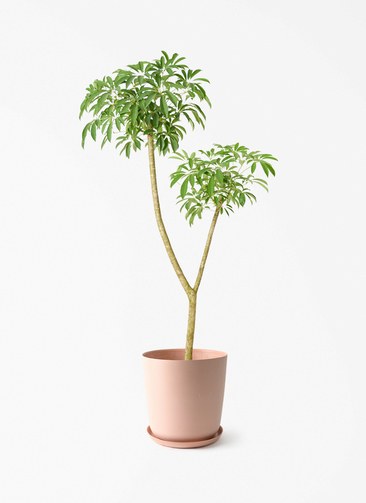 観葉植物 シェフレラ（カポック） 10号 朴 エステリ ピンク 付き