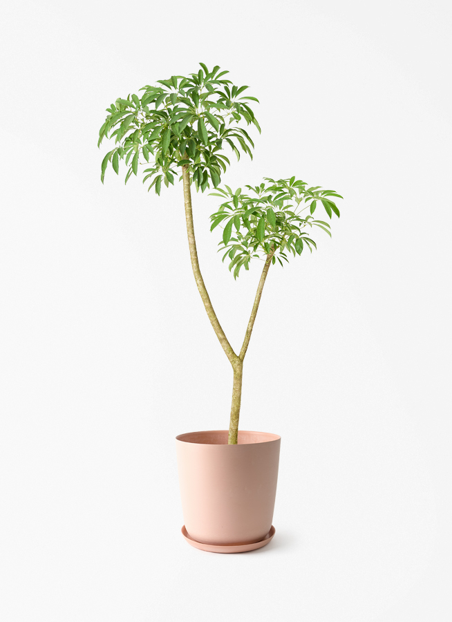 観葉植物 シェフレラ（カポック） 10号 朴 エステリ ピンク 付き
