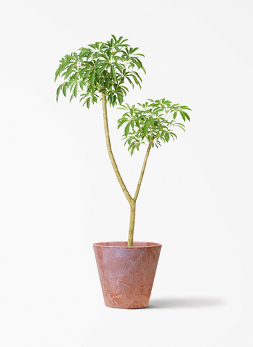 観葉植物 シェフレラ（カポック） 10号 朴 アートストーン ラウンド