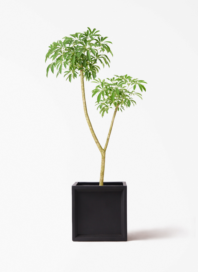 観葉植物 シェフレラ（カポック） 10号 朴 ブリティッシュキューブ