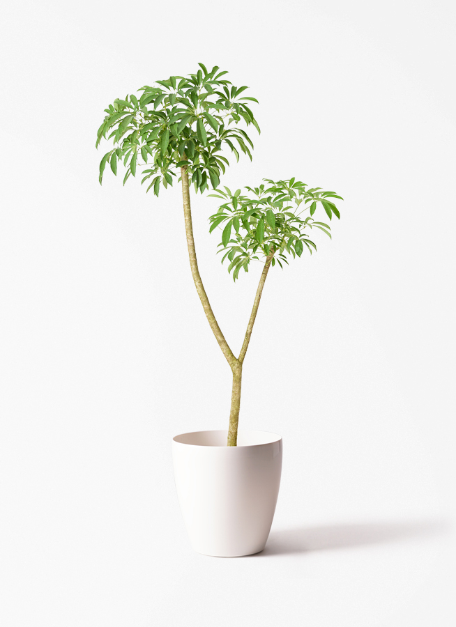 観葉植物 シェフレラ（カポック） 10号 朴 ラスターポット 付き | 観葉