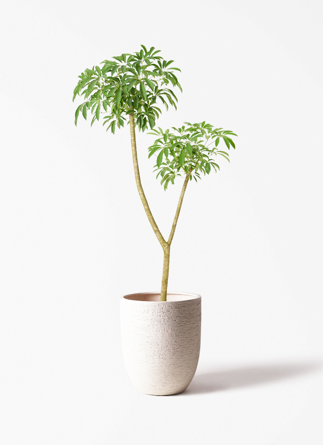 シェフレラ・カポック 白鉢 観葉植物 シェフレラ（カポック） 10号 朴 サブリナ 白 付き | 観葉