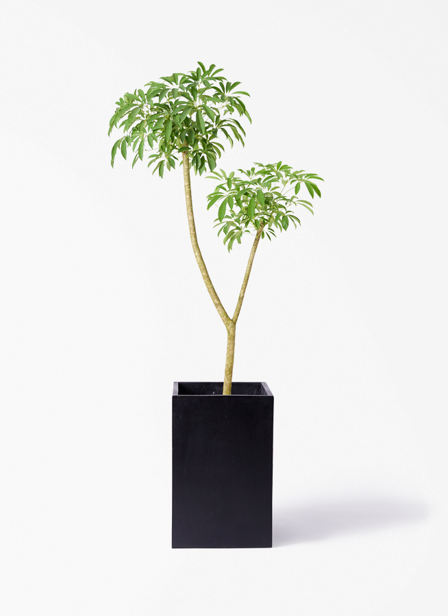 観葉植物 シェフレラ（カポック） 10号 朴 竹バスケット 付き | 観葉