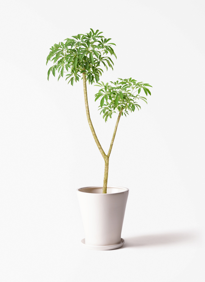 観葉植物 シェフレラ（カポック） 10号 朴 ラスターポット 付き | 観葉