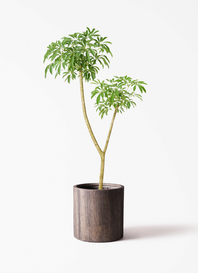 シェフレラ・カポック 60cm程 です 観葉植物 シェフレラ（カポック） 10号 朴 エステリ ベージュ 付き