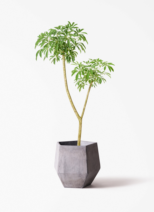 観葉植物 シェフレラ（カポック） 10号 朴 ラスターポット 付き | 観葉