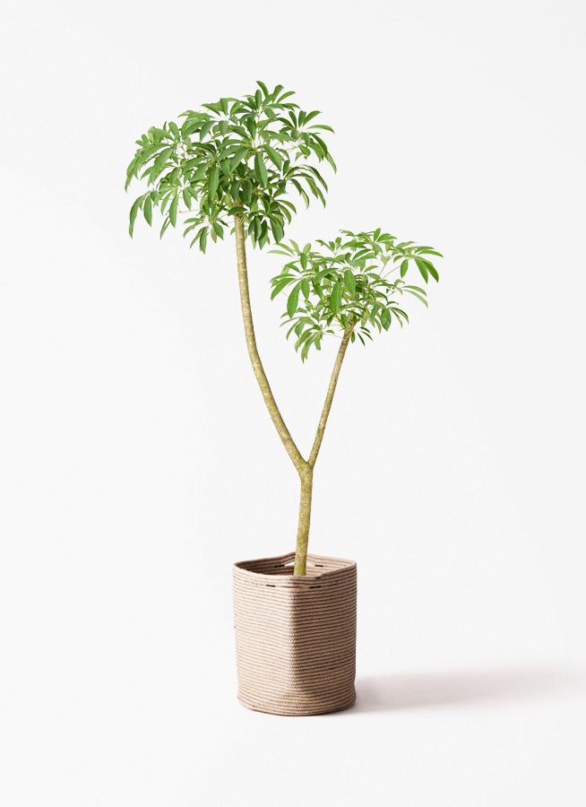 【はくう⚠埼玉県】幹太でシャープな葉が可愛い♪シェフレラ（カポック）10号 観葉植物 シェフレラ（カポック） 10号 朴 竹バスケット 付き | 観葉
