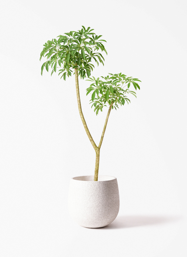 観葉植物 シェフレラ（カポック） 10号 朴 アートストーン ラウンド