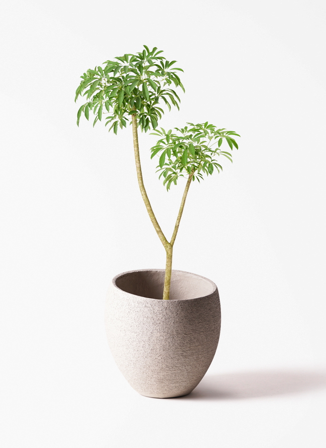 観葉植物 シェフレラ（カポック） 10号 朴 アートストーン ラウンド