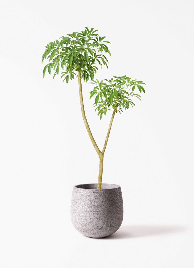 観葉植物 シェフレラ（カポック） 10号 朴 ソンク シリンダー ホワイト