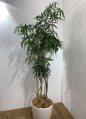 観葉植物 0cm シェフレラ アンガスティフォリア 10号 1都3県配送限定商品 観葉植物ならhitohana ひとはな