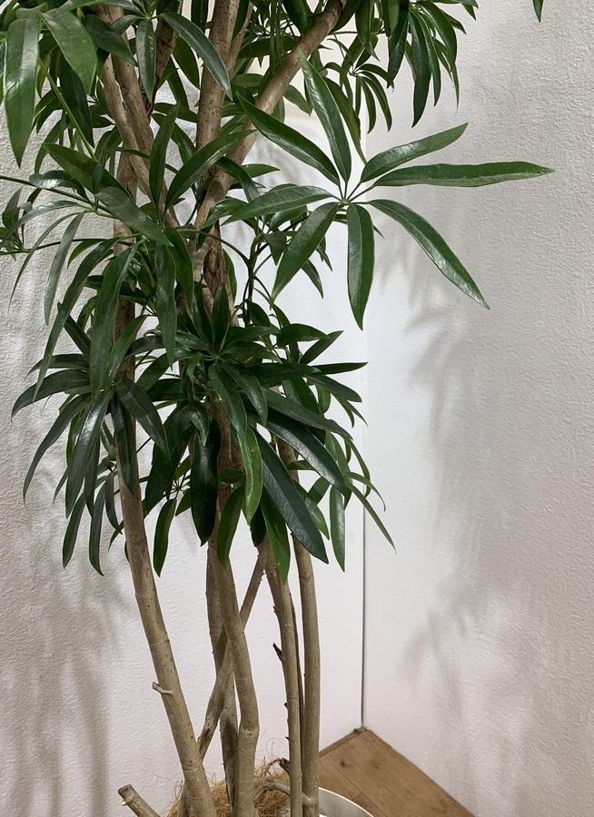 観葉植物 0cm シェフレラ アンガスティフォリア 10号 1都3県配送限定商品 観葉植物ならhitohana ひとはな