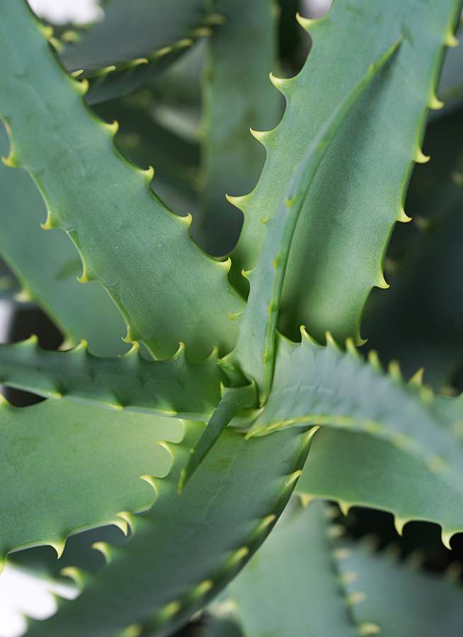 観葉植物 アロエ キダチアロエ 8号 テラアストラ カペラキュビ 赤茶色 付き 観葉植物ならhitohana ひとはな