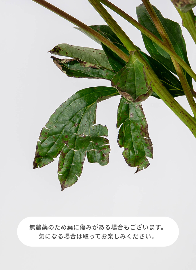 数量限定】三重 伊勢くすり本舗 スプレー咲き芍薬 花束 ピンク