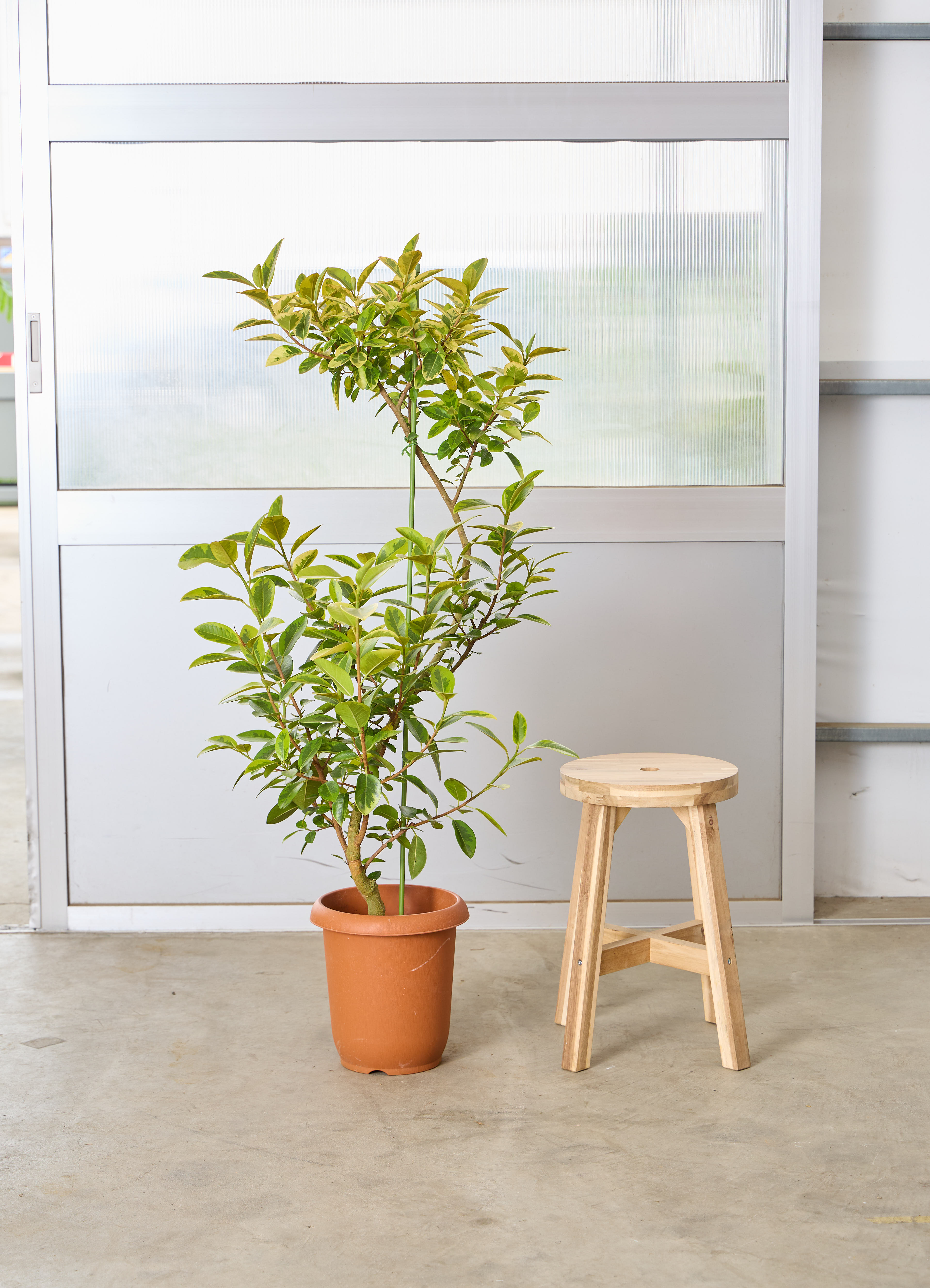 観葉植物 フランスゴムの木 【120cm】 8号 ユキ #72136 | 観葉植物なら