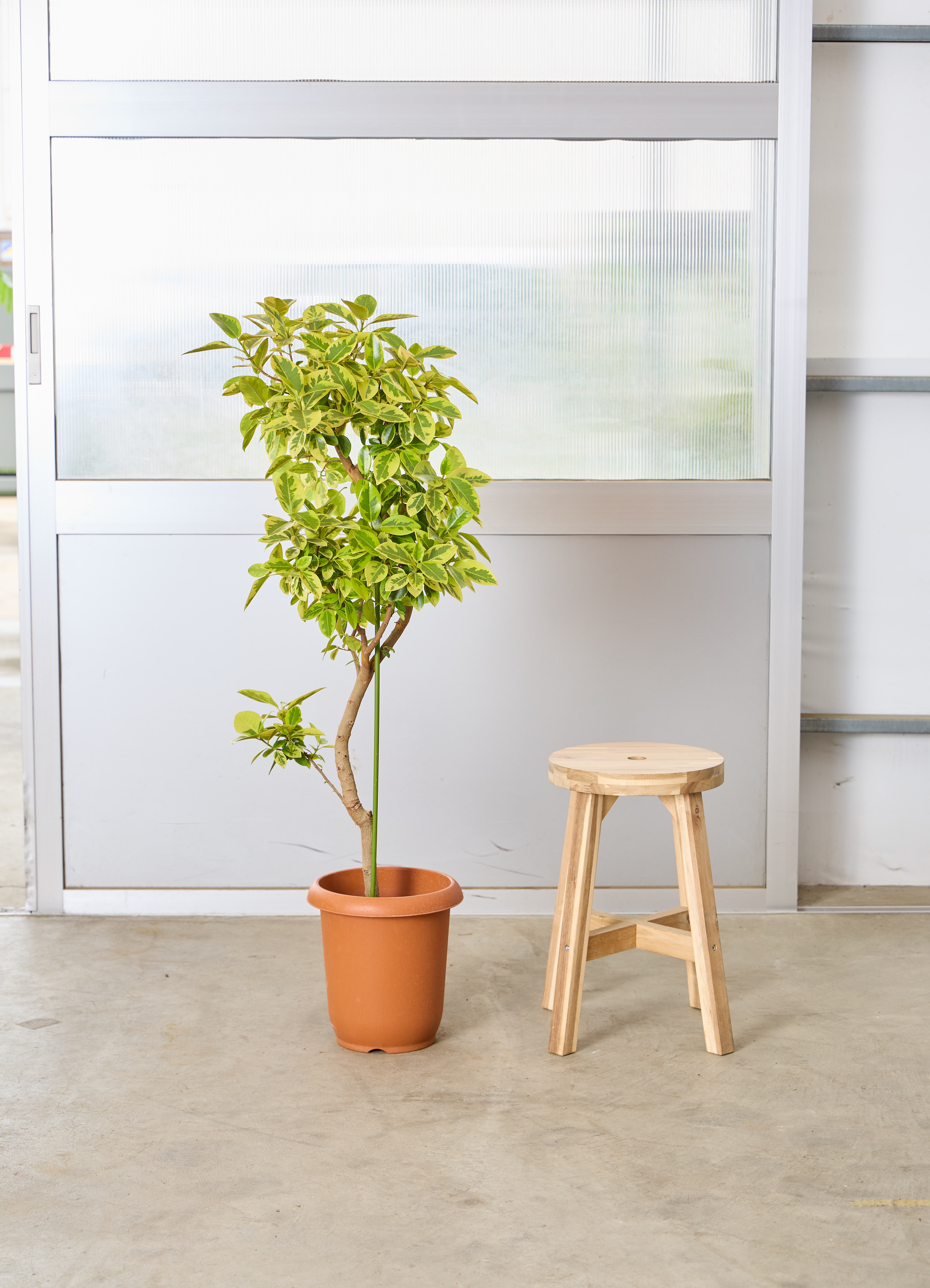 観葉植物 フランスゴムの木 風水 | HitoHana（ひとはな）